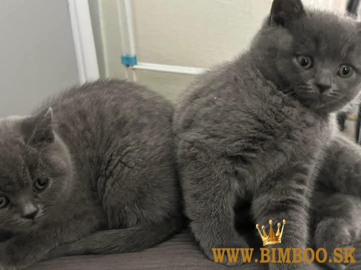 britské krátkosrsté mačiatka