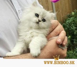 12 týždňové perzské mačiatka na predaj