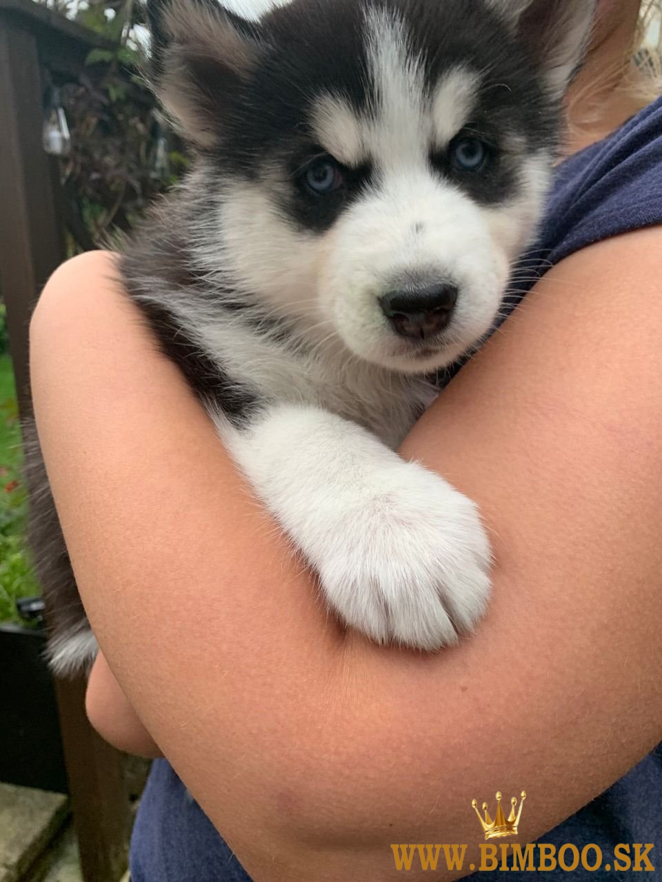 Predám rozkošné šteniatka sibírskeho huskyho psíka a sučku