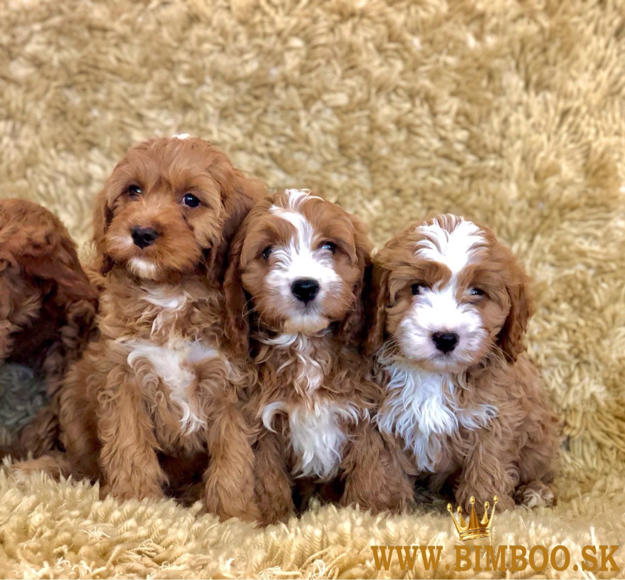Cavapoo šteniatka  whatsapp +386 69897613