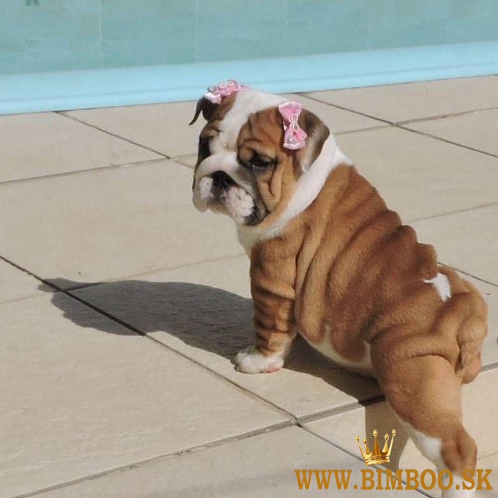 Šteniatka anglického buldoga