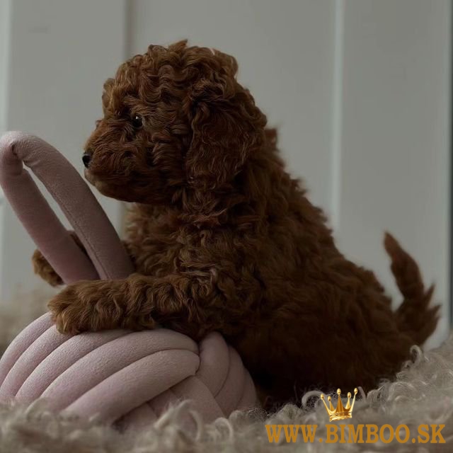 Rozkošné šteniatka červeného pudlíka