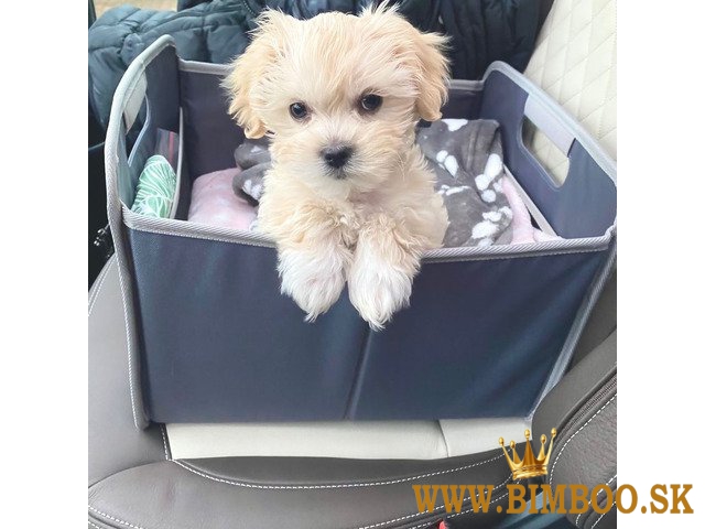 Šteniatka Sweet Maltipoo odchované doma