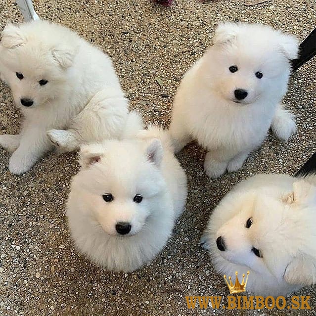 Samojed šteniatka
