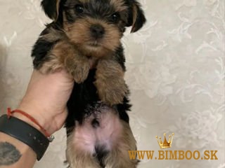 Šteniatka Yorkshirského teriéra  whatsapp +386 69897613