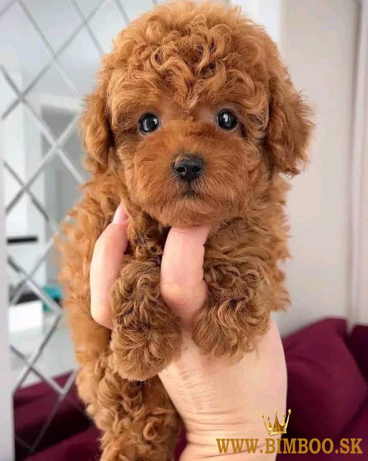 Pudel toy/trpaslici s pp 