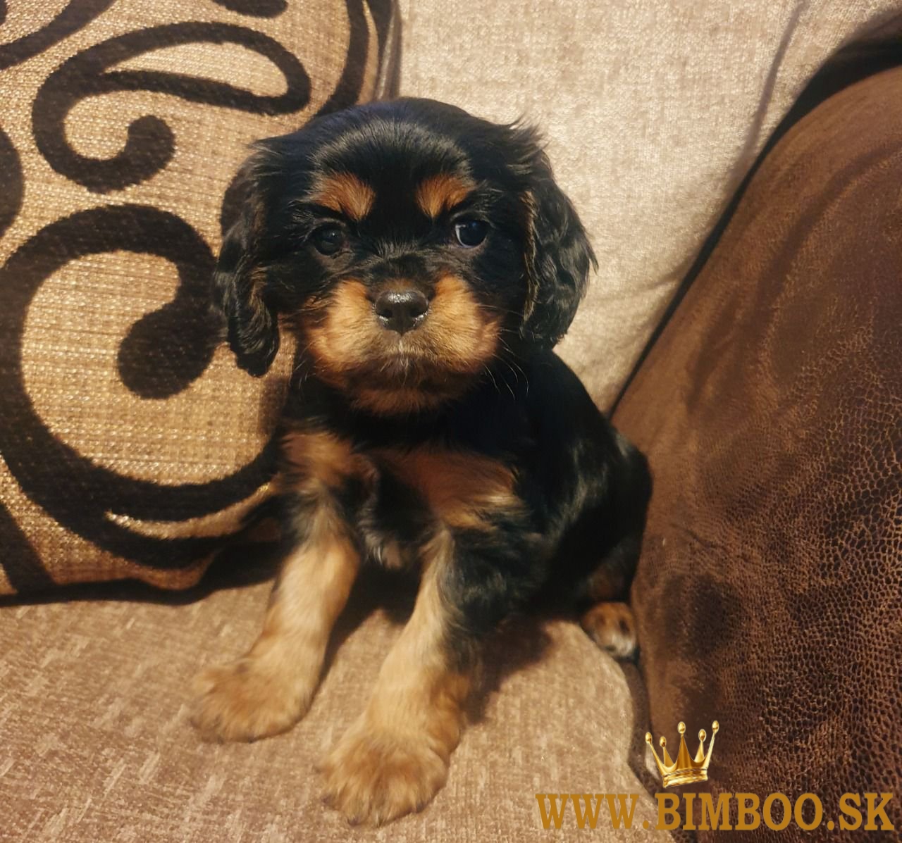 Šteniatka Cavalier King Charles Spaniel. 