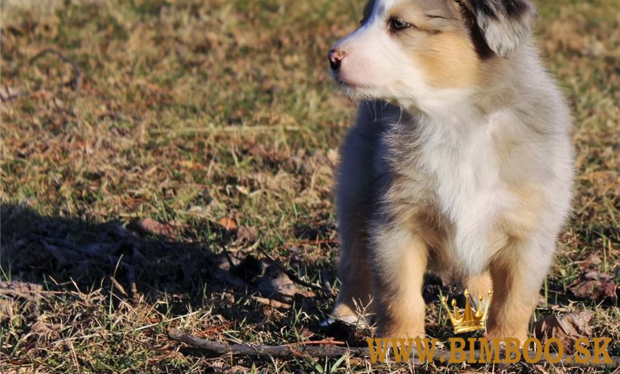 Šteniatka border kolie v kvalite AKC.whatsapp nás:+447490124950