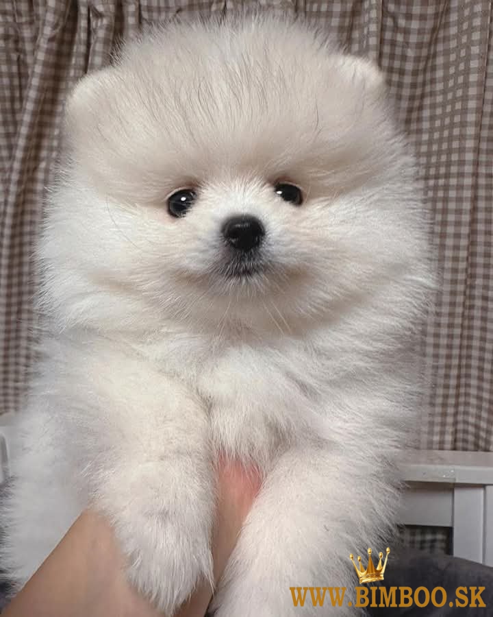 Pomeranian boo mini 