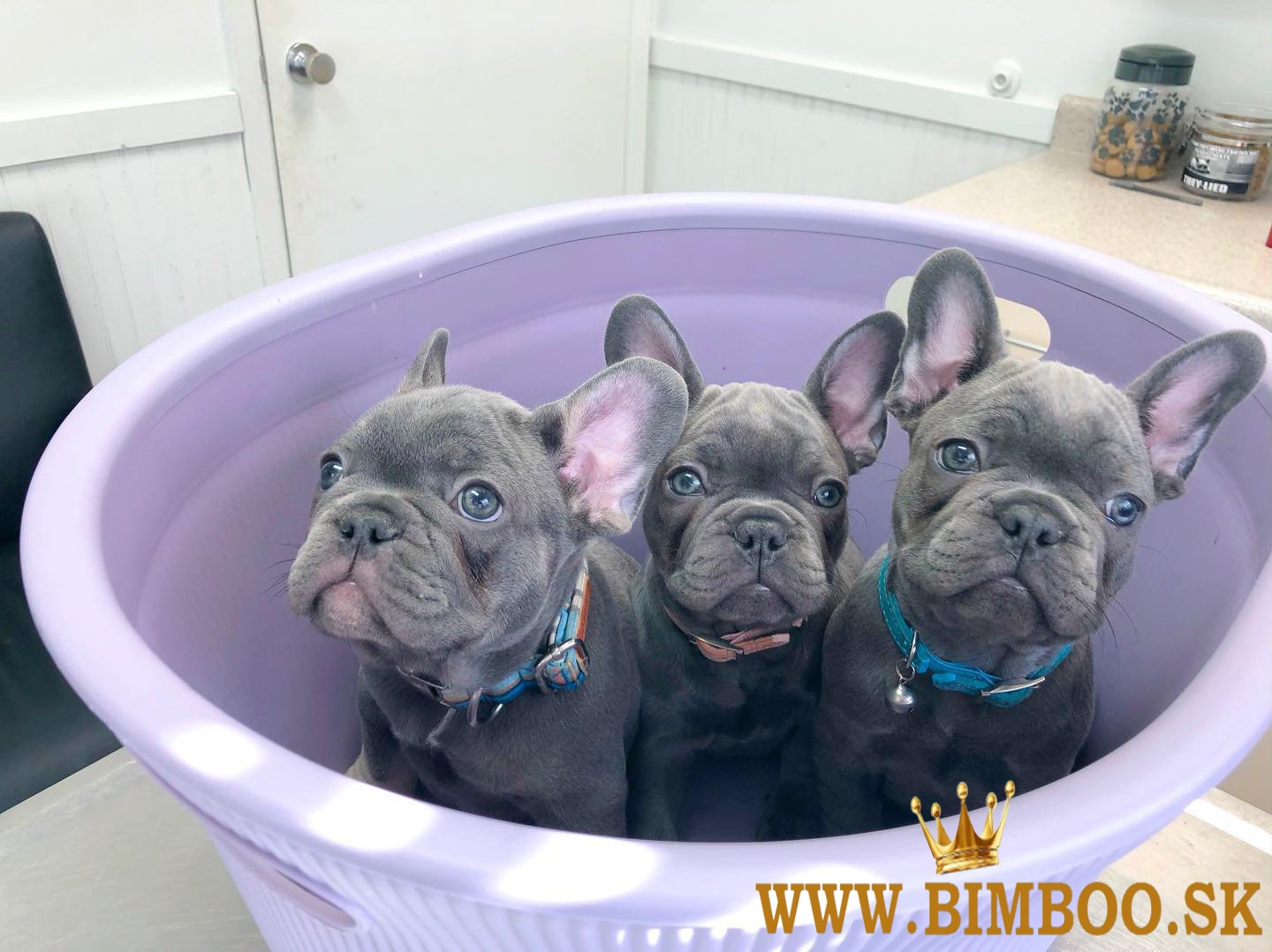Krásne šteniatka francúzskeho buldočka