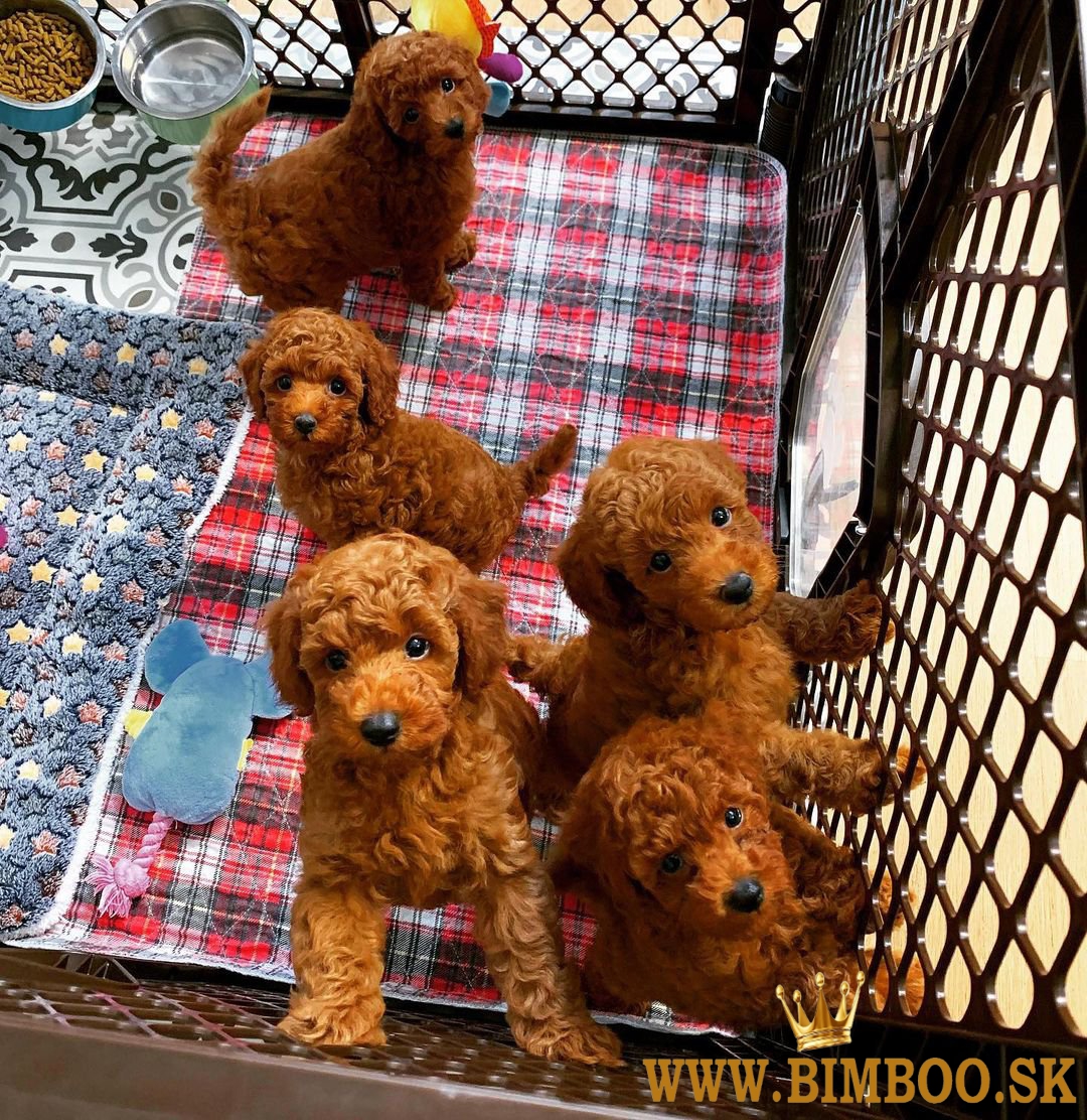 Cățeluși minunați gata de adopție..