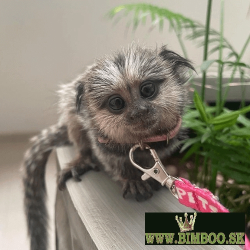 Beautiful Marmoset monkeys available.