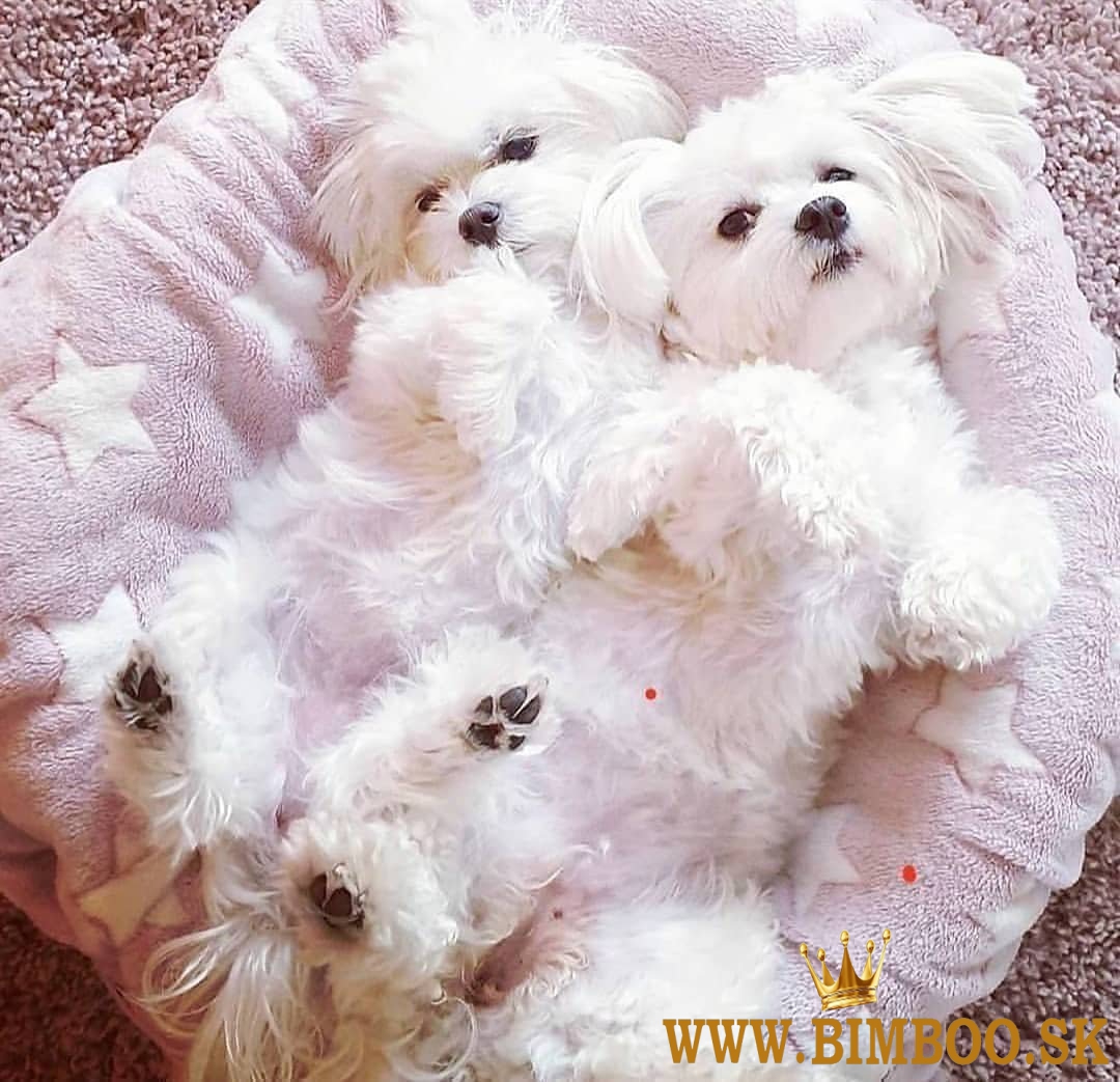 Maltézske šteniatka  whatsapp +386 69897613