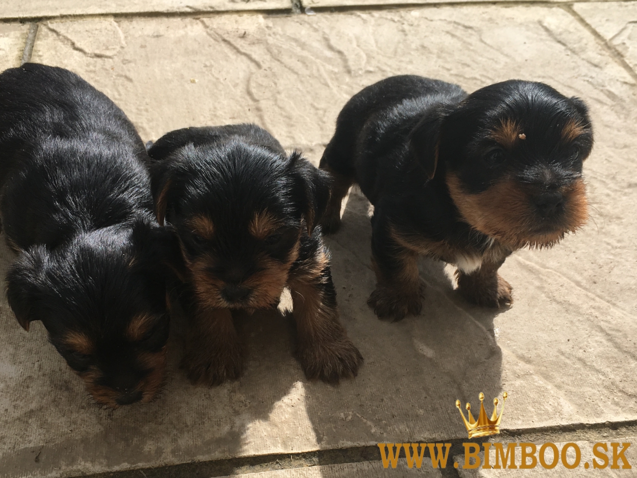 12 týždňov staré šteniatka yorkshirského teriéra. whatsapp nás: +447490124950