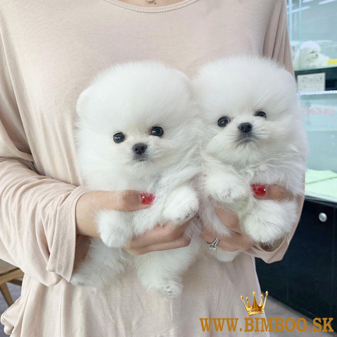 Krásne šteniatka pomeraniana pripravené na adopciu..