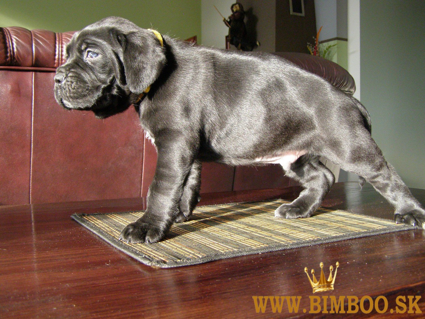 Cane corso k dispozícii.