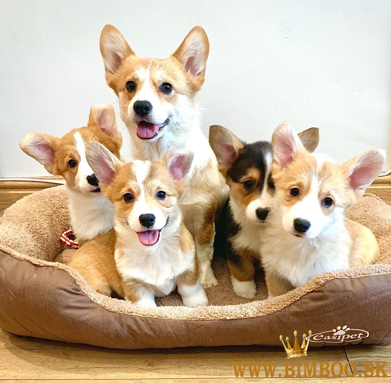 Pembroke Welsh Corgi Šteniatka Pembroke