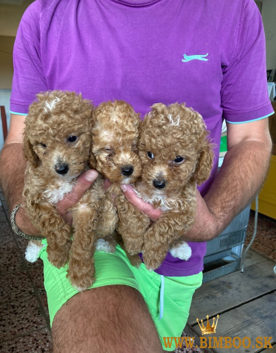 Pudel,pudlik trpaslici