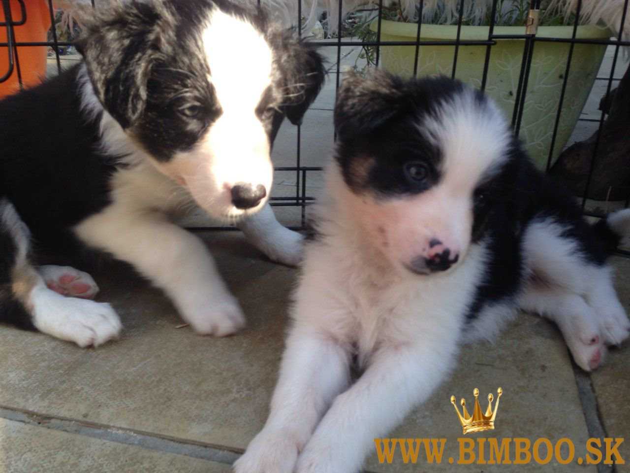 Šteniatka Border Collie