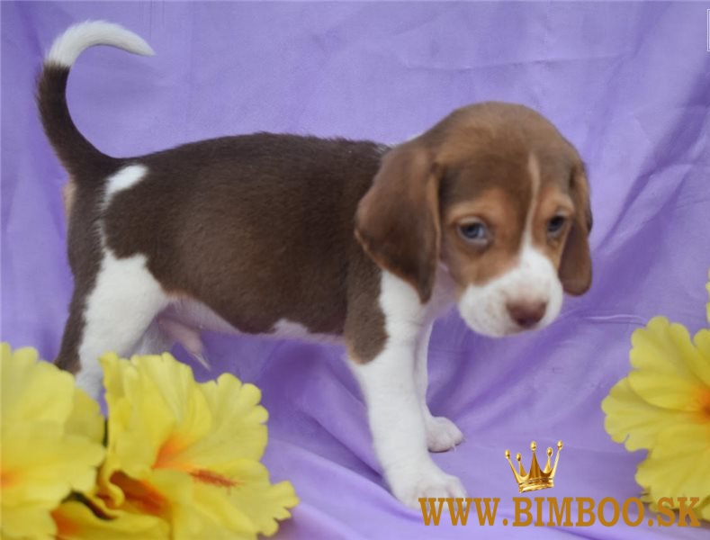 Šteniatka bígla sú pripravené na odber. WhatsApp nás: +447490124950