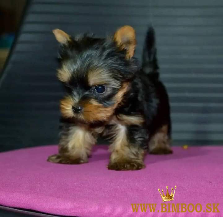Yorkshire teriér s PP, Jorkšírský terrier, Jork 