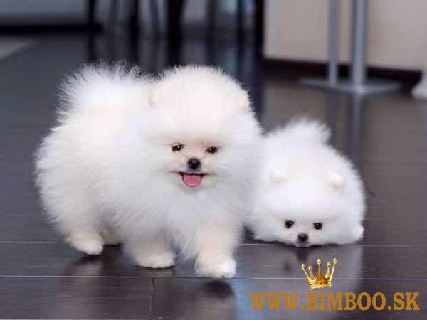 Dostupné šteniatka čistokrvných pomeranianov