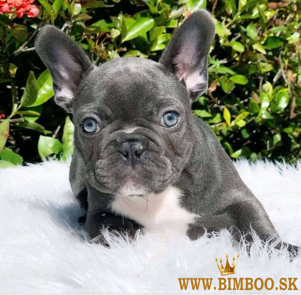 Krásne šteniatka francúzskeho buldočka pripravené na presťahovanie.
