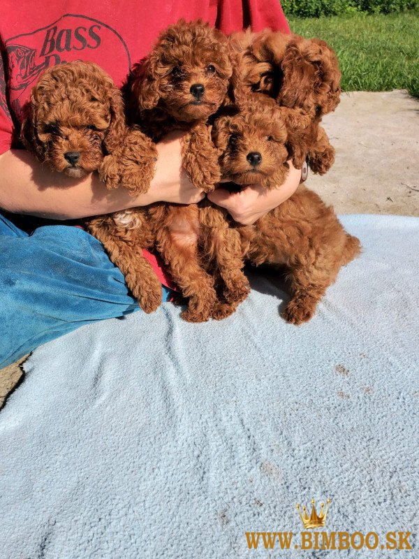 Krásne šteniatka pudlíkov