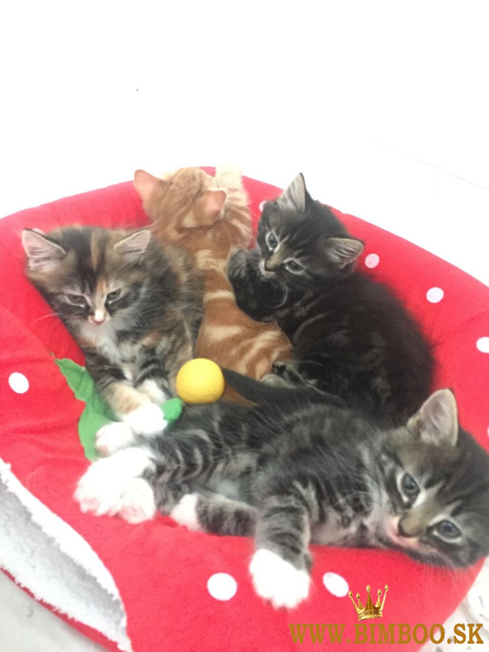 K dispozícii sibírske mačiatka. whatsapp nás: +447490124950