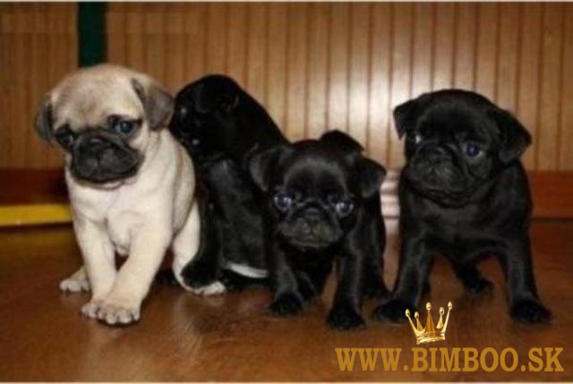 Pekné 12 týždňové mopsí šteniatka