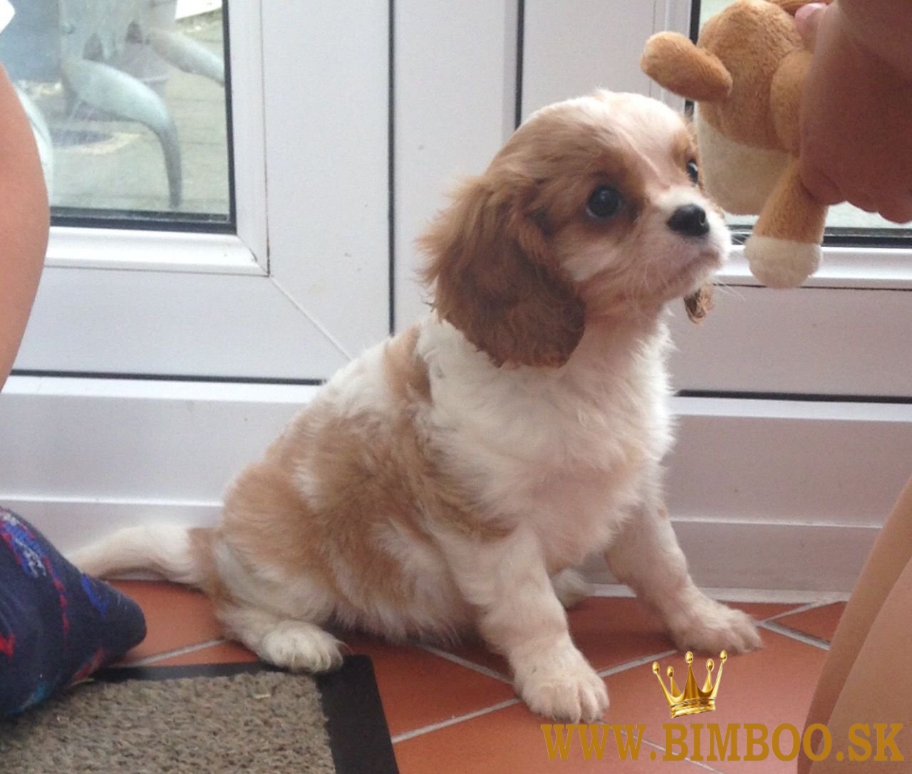 Šteniatka Cavalier King Charles Spaniel. 