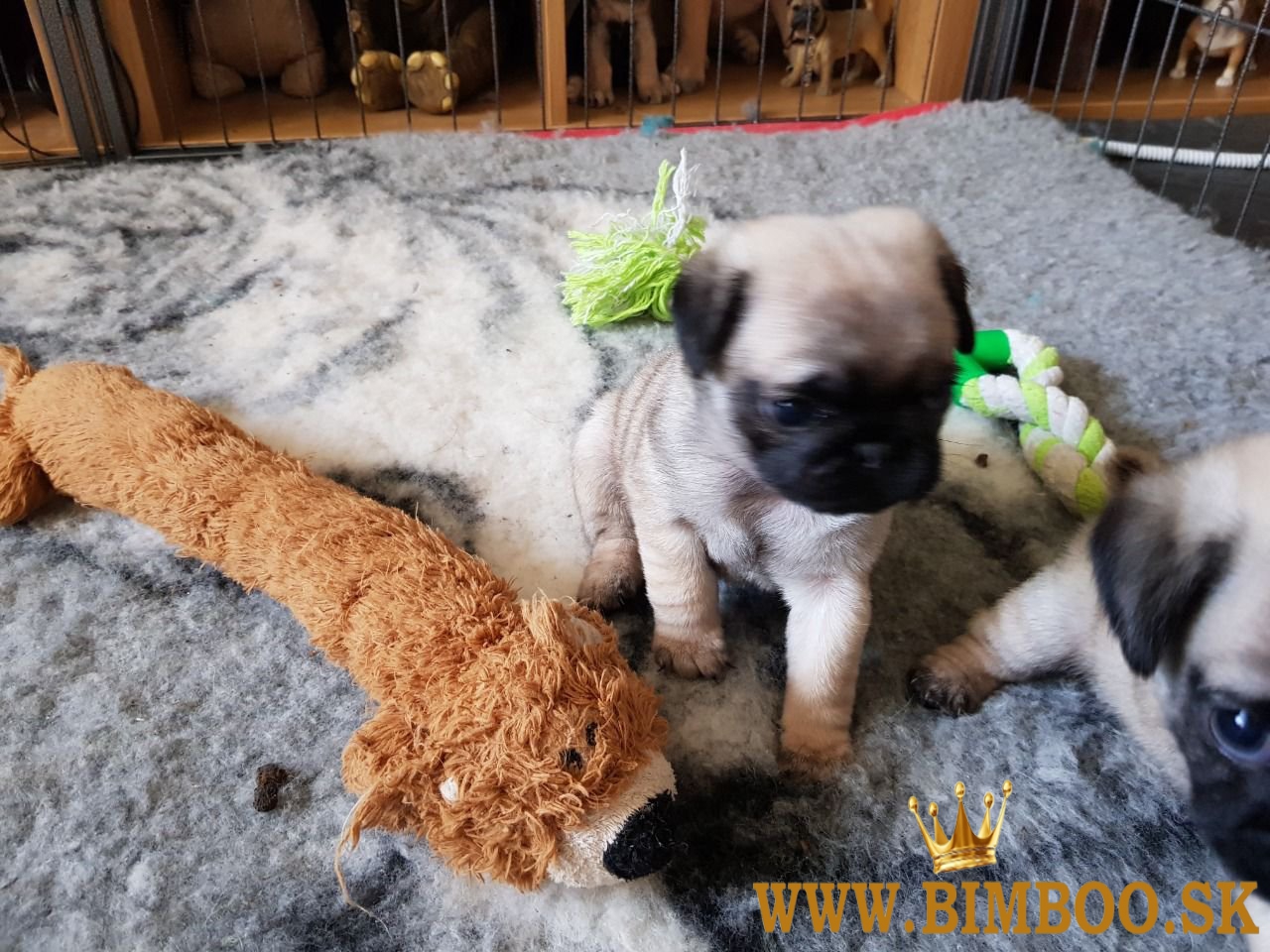 Mops Šteniatka na predaj