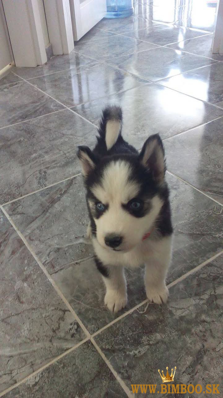 Sibiřský husky s PP 