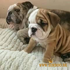 Nádherné šteniatka anglického buldoga.