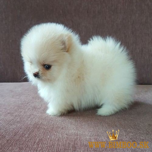 Pomeranian boo mini 