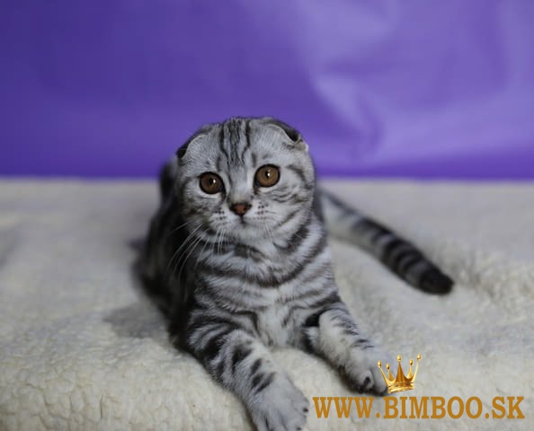 Škótske skladacie mačiatka samec a samica