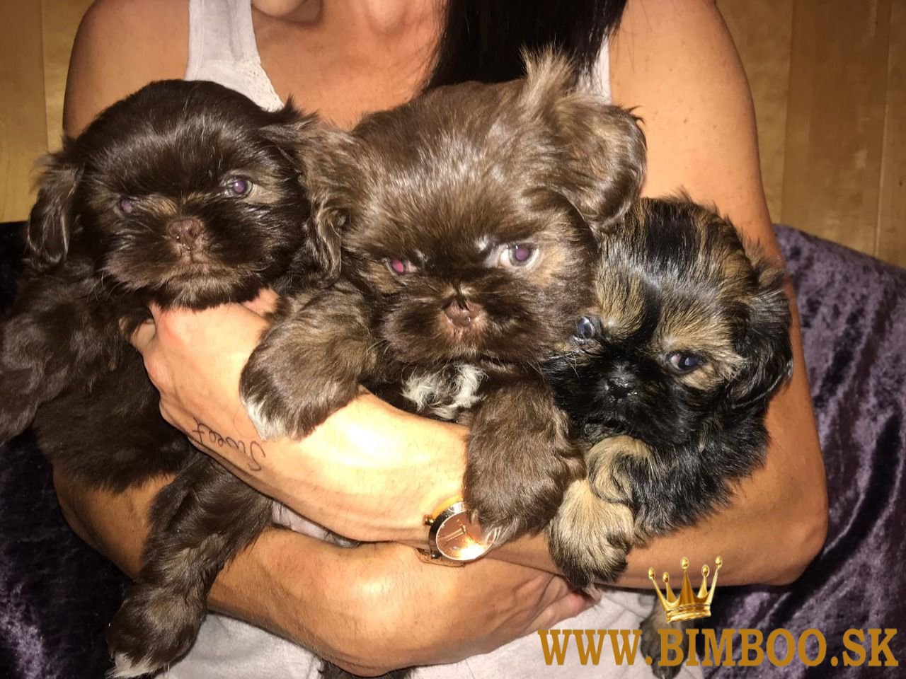Šteniatka Shih Tzu