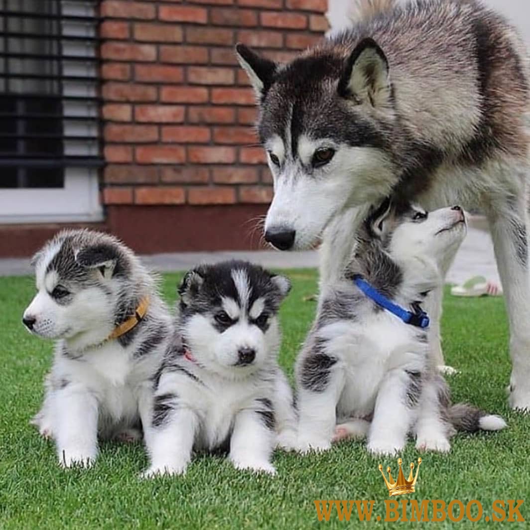 Rozkošné šteniatka sibírskeho huskyho.whatsapp nás:+447490124950