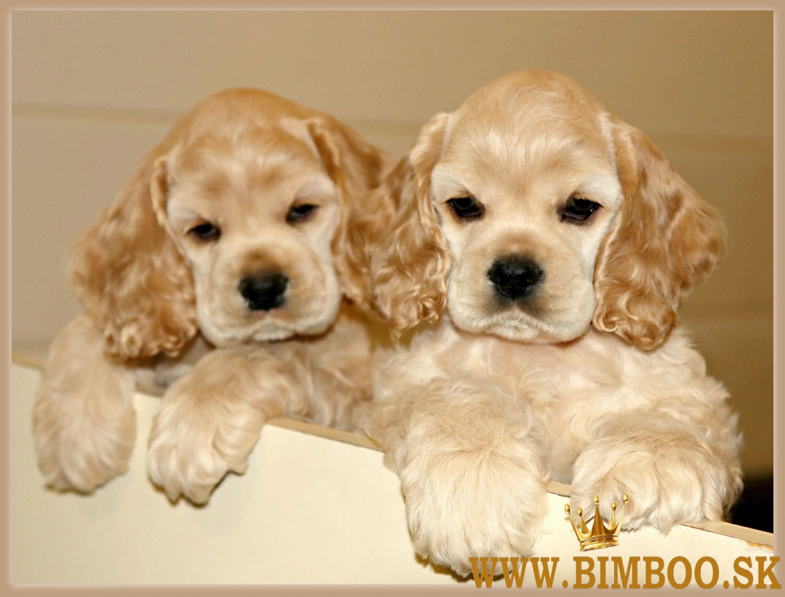 Šteniatka kokeršpaniela