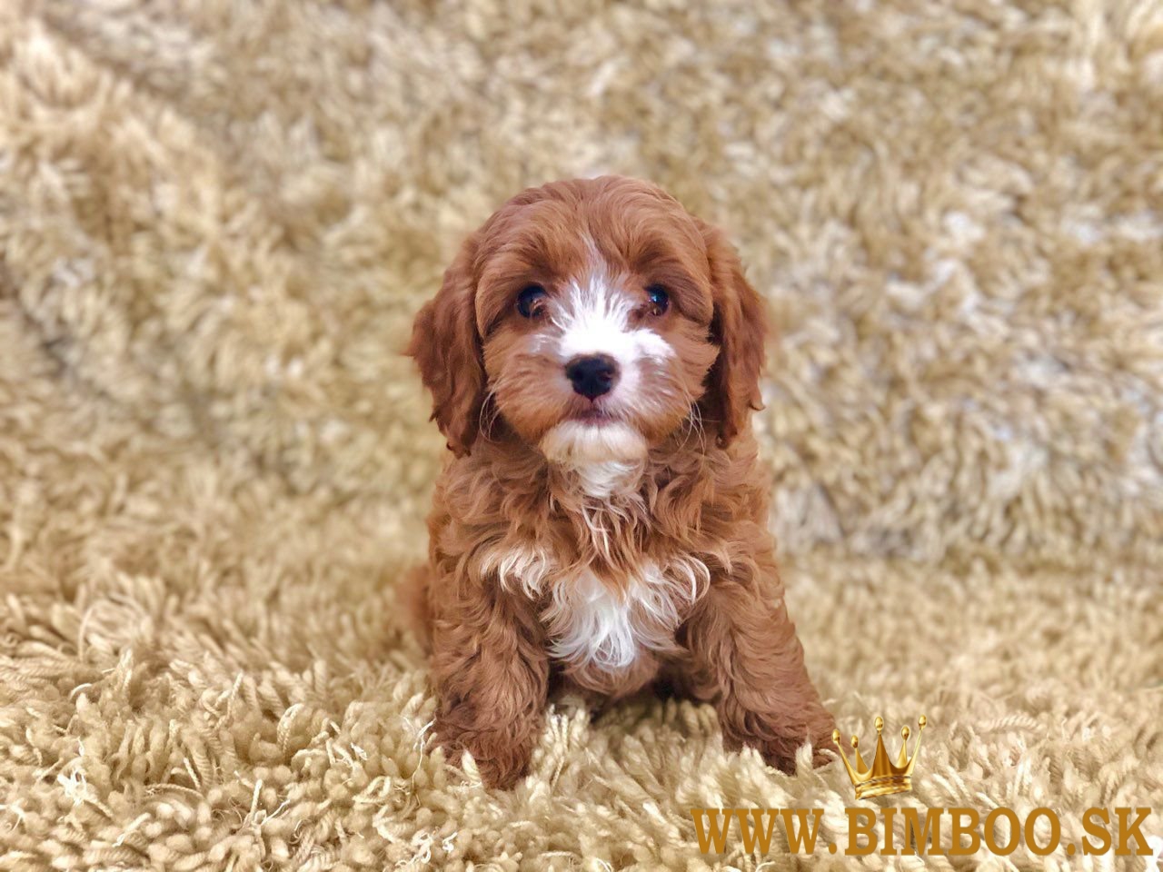 Nádherné šteniatka Cavapoo