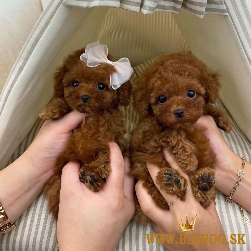 Roztomilá štěňata pudla k dispozici