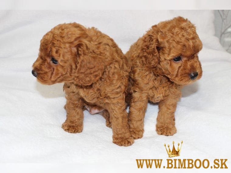 Roztomilé šteniatka pudlíka