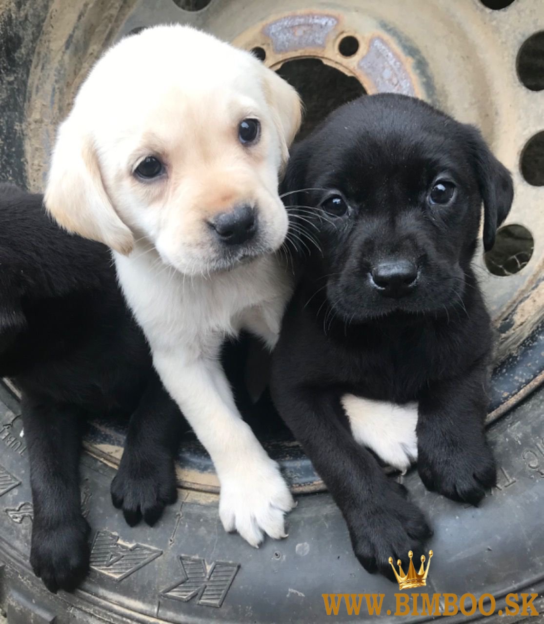 Šteniatka labradorského retrievera