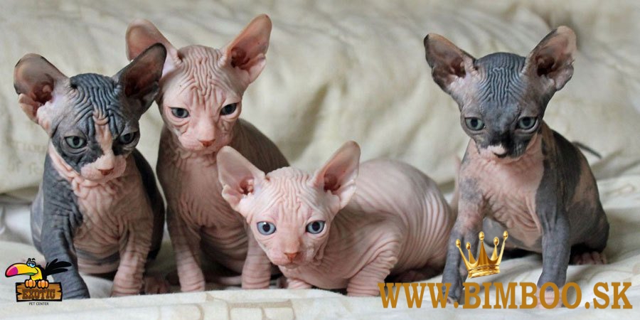 Mačiatka sphynx