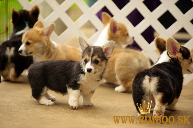 Pembroke Welsh Corgi Šteniatka Pembroke