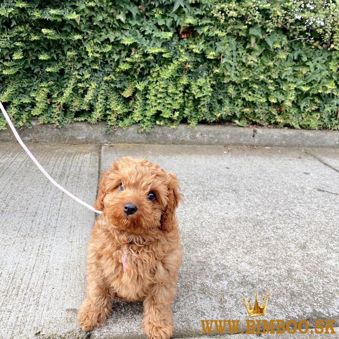 Šteniatka Goldendoodle