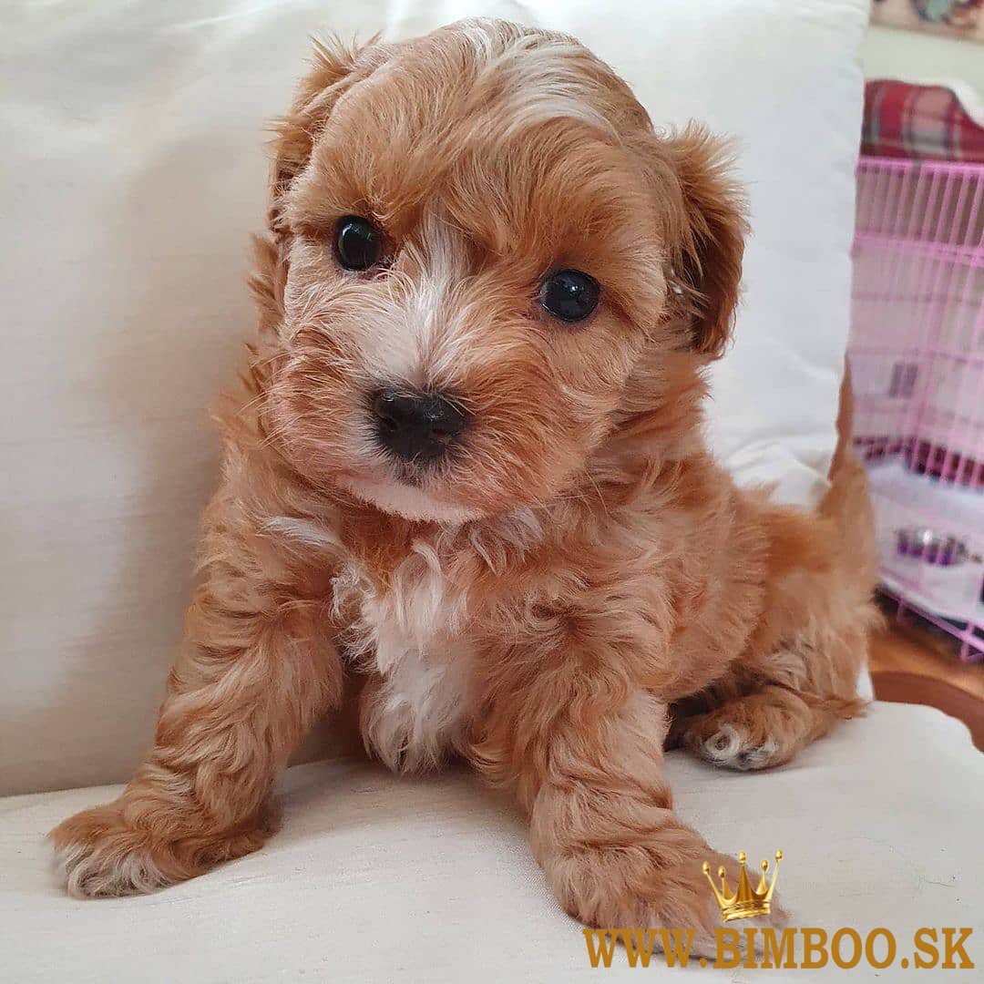 maltipoo Šteniatka    whatsapp +386 69897613