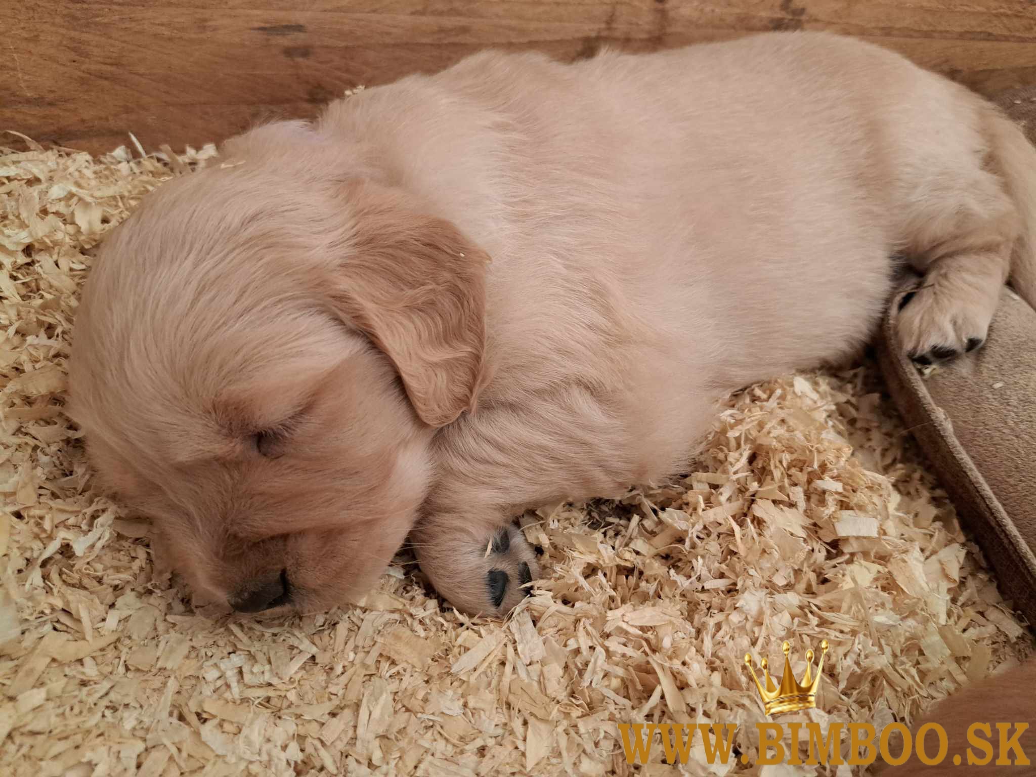 Golden retriever / Zlatý retriever 