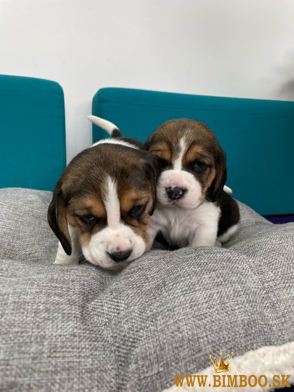 Beagle Puppies na predaj