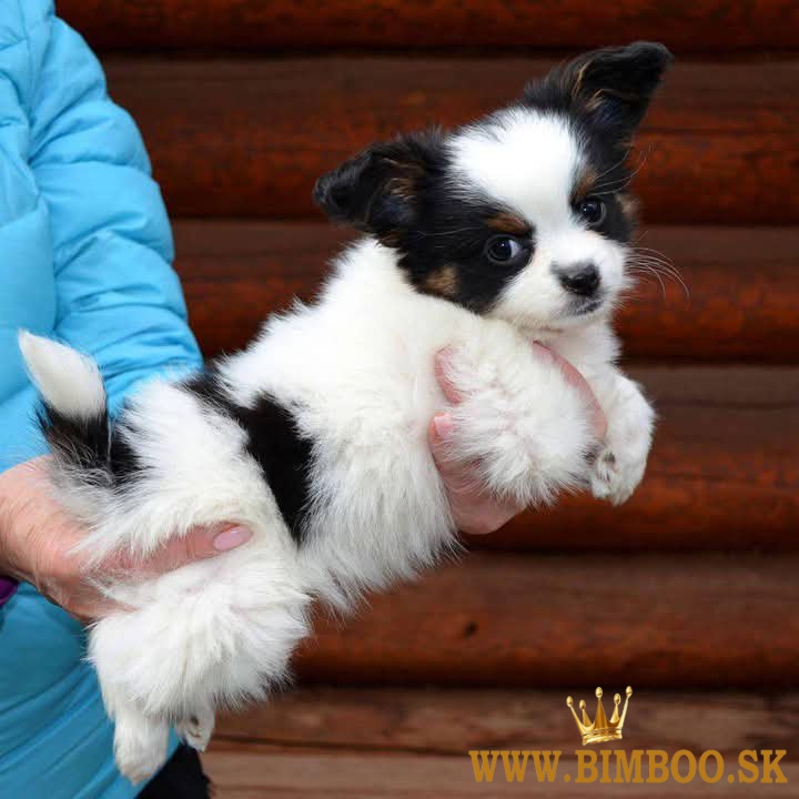 Papillon s rodokmeňom (PP)